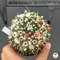 ราคา แมมอิรุซามุ แมมปุยหิมะ กระถาง 2 5 นิ้ว Mammillaria bucareliensis Erusamu แคคตัส กระบองเพชร cactus succulent (16119512812)