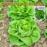 ราคา เมล็ดพันธุ์ ผักกาดหอมบัตเตอร์เฮด บรรจุ 500เมล็ด Butterhead Lettuce Seed Organic Vegetable Seeds for Planting บัตเตอร์เฮด ผักสลัด ผักออร์แกนิก เมล็ดพันธุ์ผัก บอนไซ พันธุ์ผัก เมล็ดผัก เมล็ดพันธุ์พืช ผัก
