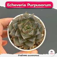 ราคา รวมกุหลาบหินและไม้อวบน้ำ กระถาง2นิ้ว หลายสายพันธุ์ ส่งทั้งกระถาง cactus succulent (17332422758)