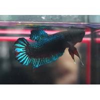 ราคา ปลากัดหม้อ แปดริ้วบ่อดิน คมมาก จอมโหดสายกัดเก่ง สีเขียว เขียวแดง ชาย (10868331239)