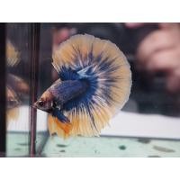 ราคา ปลากัดฮาฟมูนสีแฟนซีสวยงาม คัดเกรดเพศผู้ มีนับประกันสินค้า มีเก็บเงินปลายทาง (21165390169)