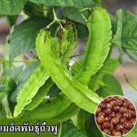 ราคา พร้อมส่ง ง่ายต่อการปลูกเมล็ดถั่วเขียว เมล็ดถั่วเขียวสด 100 บรรจุ 25 30 เมล็ดถั่วเขียวออร์แกนิก เมล็ดพืชถั่วเขียว เมล็ดพืชถั่วเขียว เมล็ดพืชผักสวนครัว ต้นไม้มงคล ผักออร์แกนิกบอนไซ เมล็ดพันธุ์ดอกไม้ ผล 