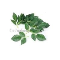 ราคา กิ่งใบดอกกุหลาบ พลาสติก (21124800625)