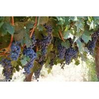 ราคา 1 ต้นองุ่น ติดตา พร้อมปลูก ทำรั้ว สายพันธุ์ พันธุ์ Cabernet Sauvignon กาแบร์เน โซวีญง ต้นใหญ่ สูงขนาด 60 80 ซม รับประกันสินค้า (20956843814)