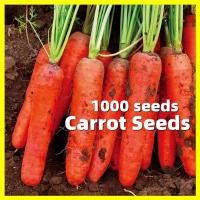 ราคา เมล็ดพันธุ์ แครอท Red Carrot Seed สด งอกง่าย 1000เมล็ด ซอง คุณภาพดี ราคาถูก ของแท้ 100 Sweet Carrot Vegetable Seeds Carrot Plant Seed แครอทสด แครอทสวย เมล็ดพันธุ์ผัก เมล็ดบอนสี เมล็ดพันธุ์ แครอทจิ๋ว F
