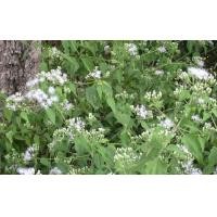 ราคา เมล็ดสาบเสือ Siam weed 100 เมล็ด ซองละ 29 บาท มหัศจรรย์ต้นสาบเสือ สมุนไพรไทยที่มากด้วยสรรพคุณ (18607952703)