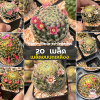 ราคา 20 เมล็ด เมล็ดขนนกเหลือง Mammillaria schiedeana แคคตัส กระบองเพชร cactus succulent (5148340336)