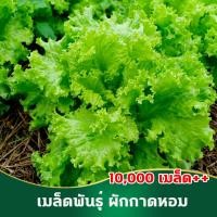 ราคา เมล็ดพันธุ์ผักกาดหอม เมล็ดพันธุ์ผัก เมล็ดพันธุ์ ผักกาดหอม (12724026356)