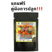 ราคา เมล็ดพันธุ์ ดาวเรือง ฝรั่งเศส สปาร์คกี้คละสี 150 เมล็ด Sparky French Marigold Mix seed เมล็ดพันธุ์แท้ นำเข้าต่างประเทศ (9190156783)