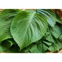 ราคา ใบงาเกาหลี โอบะ เมล็ดพันธุ์ชิโสะ สีเขียว Green Shiso เมล็ด พันธุ์ เมล็ดใบงาเกาหลี 50 120 เมล็ด ซื้อ 10 แถม1คละได้ (17050566960)