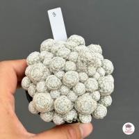 ราคา แมมลูกกอล์ฟ Mammillaria Humboldtii แคคตัส กระบองเพชร cactus succulent (5016192669)