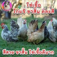 ราคา ไข่เชื้อไก่แจ้ ขาสั้น คละสี ภาพไก่จากฟาร์มจริง ไข่ใหม่เก็บทุกวัน ประกันเชื้อ ประกันแตก (18793592151)