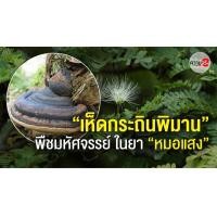 ราคา เห็ดกระถินพิมาน แห้ง เป็นชิ้น ไม่ใช่ผง เห็ดพิมาน เห็ดกระถินพิมาน มหัศจรรย์ เพราะ เห็ดกระถินพิมาน ที่ใกล้จะสูญพันธุ์ ขายเป็นกิโลกรัม (1167202746)