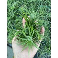 ราคา ทิลแลนเซีย ขนาดใหญ่ ชุดละ 10 กอ Tillandsia Ionantha (11830520380)