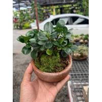 ราคา สวนถาด ไม้มงคล บอนไซแคระ สน แก้วแคระ (20748878311)