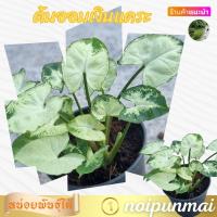 ราคา ต้นออมเงินแคระ กระถาง 3 นิ้ว ไม้มงคล ส่งพร้อมกระถาง (20981295905)