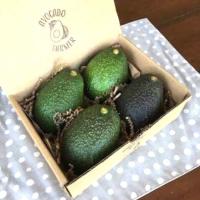 ราคา รอบปิดฤดู แฮสส์ Hass ราชา Avocado พันธุ์อร่อยที่สุด มีประโยชน์ คนท้องกินดี มีตามรอบเก็บจากสวน สอบถามก่อนสั่ง (21071443910)