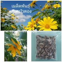 ราคา เมล็ดพันธุ์ดอกบัวตอง 50 เมล็ด (17444683918)