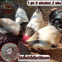 ราคา ไข่เชื้อไก่ไข่ไลท์ชัชเชค1ชุด 6 ฟองแกม2 แม่สีไลท์ สีซิลเวอร์ มีโอกาสได้ลูก2สี (21266620137)