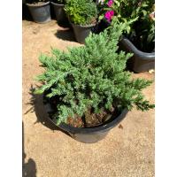 ราคา ต้นสนเลื้อยแคระ สนจูนิเปอร์ Juniperus procumbens กระถาง 8 11นิ้ว (21388814890)