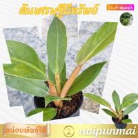 ราคา ต้นเศรษฐีมีทรัพย์ กระถาง 3 นิ้ว ส่งพร้อมกระถาง ต้นไม้มงคล ต้นไม้จิ๋ว (21292876209)