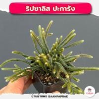 ราคา รวมกุหลาบหินและไม้อวบน้ำ กระถาง2นิ้ว หลายสายพันธุ์ ส่งทั้งกระถาง cactus succulent (21002516383)