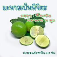 ราคา มะนาว พันธุ์แป้นพิจิตร 1 กิโลกรัม ค่ะไซส์1กิโลประมาณ16 ลูก (9782296987)
