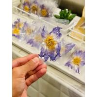 ราคา ดอกบัวแห้ง สายพันธุ์ มิเครนท่า ฟ้า L Dried water lily Nymphaea Micrantha blue ใช้ชงชา หรือทำยา (20780447757)
