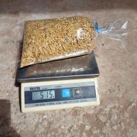 ราคา ข้าวเปลือกไก่ อาหารนก อาหารไก่ ข้าวเปลือกสำหรับไก่ ข้าวเปลือก ข้าว จากชาวนาโดยตรง (16768750392)