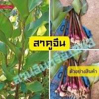 ราคา สาคูจีน โบราณ ต้นพันธุ์สำหรับปลูก 3ต้น60บาท 7ต้น100บาท พุทธรักษากินหัว สาคูแดง (16877982676)