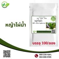 ราคา หญ้าไผ่น้ำผง 100 แคปซูล เกรดA โรคไต ขับปัสสาวะ ลดการอับเสบ River Spiderwort Small leaf Spiderwort (16734661458)