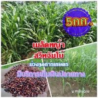 ราคา เมล็ดหญ้าสวีทจัมโบ้ 1 กิโลกรัม หญ้า สวีทจัมโบ้ พร้อมปลูก รับประกันการงอก หญ้าเลี้ยงสัตว์ หญ้า พันธ์ุหญ้า หญ้าเลี้ยงวัว (21386478825)