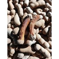 ราคา มะขามหวานเพชรบูรณ์ พันธ์ุประกายทอง (21249279926)