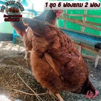 ราคา ไข่เชื้อไก่ไข่โรดไอส์แลนด์เรด 1 ชุด 6 ฟองแถม2 ไขว่าสายมาแล้วพัฒนาต่อได้หลายรุ่นครับ (21161314461)