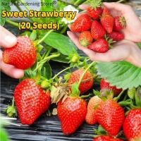 ราคา เมล็ดพันธุ์ สตอเบอรี่ สุดหวาน บรรจุ20เมล็ด Strawberry Seed Fruit Seeds for Planting เมล็ดสตรอเบอร์รี่ สตอเบอรี่สด เมล็ดพันธุ์ผลไม้ ผลไม้อินทรีย์ เมล็ดสตอเบอรี่ ต้นไม้ผลกินได้ เมล็ดผลไม้ สตรอเบอร์รี่ พ