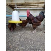 ราคา โปร 5 แถม 1ไข่ลุ้นเชื้อ ไก่พันธุ์ไข่ ไข่มีเชื้อ ไก่ไข่ สายพันธุ์โร้ดไอซ์แลนด์เรด ผสม ไฮบริด สายพันธุ์แท้ ไข่ไก่สำหรับนำไปฟัก ไข่ดก ไข่ดี ไข่ไก่อารมดี ไข่ไก่ ออแกนิค ไข่แดง ไข่วุ้น ไข่ กรุณาอ่านรายละเอ