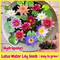 ราคา เมล็ดพันธุ์ ดอกบัวน้ำ เมล็ดบัวจิ๋ว บรรจุ 2 เมล็ด Mini Lotus Water Lily Seeds Hydroponic Flower Seed เมล็ดดอกไม้ พันธุ์ดอกไม้ บัวแคระญี่ปุ่น ต้นไม้มงคล บัวแคระ ต้นไม้ฟอกอากาศ บอนสีราคาถูก ต้นบอนสีสวยๆ 