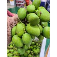 ราคา โปร มะม่วงเบา ขนาด 1 กิโลกรัม แพ็คใส่กล่องเรียบร้อย (19007375248)