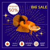 ราคา ปลากัดแพ็คคู่นีโม่ โค่ย กาแล็คซี่ แคนดี้ มัลติ เพศผู้ ขายราคาส่ง (21378487460)