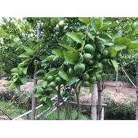 ราคา กิ่งตอนมะนาวแป้นพิจิตรลูกดก (20211374927)