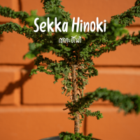 ราคา Treeno 9 T109 สนเซกกะ ฮิโนกิ Sekka hinoki กระถาง 5 นิ้ว สูง 20 25 cm ไม้ประดับสวยงาม ไม้มินิมอล ไม้มงคล บอนไซ ต้นไม้ (21326886534)