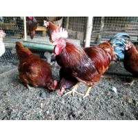 ราคา ไข่เชื้อ ไก่พันธุ์ไข่โรดไอส์แลนด์เรด โรดแดง แท้100 จำนวน 1 ฟอง พ่อ แม่พันธุ์โรดไอส์แลนด์เรดสายอเมริกา (21055010117)