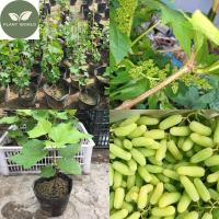 ราคา ต้นทาบกิ่งสูง40 60ซม องุ่นนิ้วเขียว องุ่นนิ้วเขียว เนื้อหนา รสหวานกรุบกรอบ ปลูกและดูแลง่าย (21095209686)