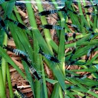 ราคา กุ้งแคระ มี 10 แบบ (21129729803)