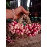 ราคา หอมแดงศรีษะเกษ 1 กิโลละ28บาท หัวเล็กเท่าเหรียญ1บาท (21402031497)