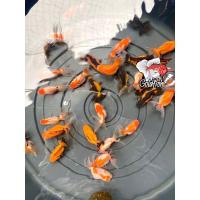 ราคา อาหารปลา ปลาทองฮอลันดา ซื้อ4แถม1 ไซร้ขุน1 5 2นิ้ว คละสี มีประกันคะ (21366489735)