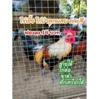 ราคา ไข่เชื้อ ไก่ป่าลูกผสม ไก่ต่อ สายพันธุ์ใต้ คละสี 6 ฟอง 89 บาท (21381779817)
