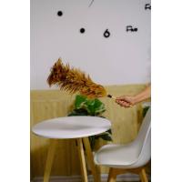 ราคา พร้อมส่ง ไม้ขนไก่ ไม้ปัดขนไก่ ไม้ปัดฝุ่น ไม้ขนไก่ปัดฝุ่น อุปกรณ์ทำความสะอาด ขนไก่ ทำจาก ขน ไก่ แท้ ขนไก่เกรดA (16575347746)