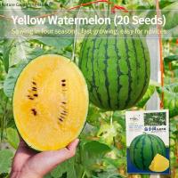 ราคา เมล็ดพันธุ์แตงโม เมล็ดแตงโม เนื้อสีเหลือง หวานสุดๆ บรรจุ 20เมล็ด Yellow Watermelon Seeds Fruit Seeds for Planting เมล็ดพันธุ์ผลไม้ เมล็ดพันธุ์ OP F1 แท้ ผลไม้อินทรีย์ ต้นไม้ผลกินได้ ต้นไม้กินผล เมล็ดผ