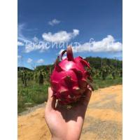 ราคา สดจากฟาร์ม พร้อมส่ง แก้วมังกรสีแดง หวานๆ ฉ่ำๆเลยย ราคาถูก ที่สุด ราคาส่ง (21342733114)